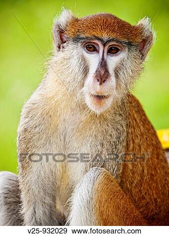 Stock Photo - Monkey. Fotosearch