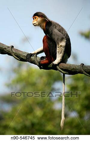 Monkey View Large Photo Image Stock Photography - Monkey. Fotosearch