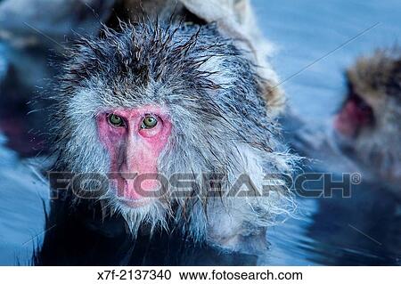 Monkeys in a natural onsen (hot spring), located in Jigokudani Monkey Park, Nagono prefecture, Japan. View Large Photo Image Stock Image - Monkeys in a natural onsen (hot spring), located in Jigokudani Monkey Park, Nagono prefecture, Japan.. Fotosearch