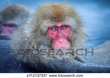 Stock Photo - Monkeys in a natural onsen (hot spring), located in Jigokudani Monkey Park, Nagono prefecture, Japan.. Fotosearch