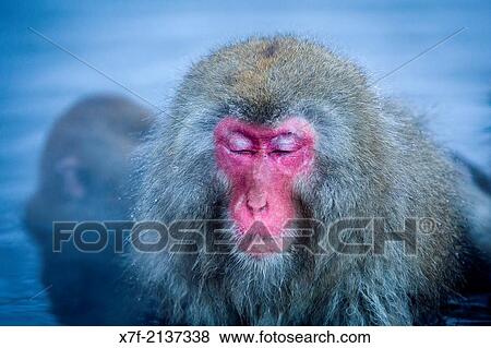 Monkeys in a natural onsen (hot spring), located in Jigokudani Monkey Park, Nagono prefecture, Japan. View Large Photo Image Stock Photo - Monkeys in a natural onsen (hot spring), located in Jigokudani Monkey Park, Nagono prefecture, Japan.. Fotosearch