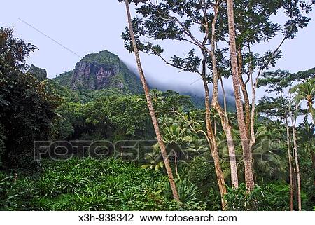 Stock Image - mont Mouaroa, Moorea, iles de la Societe, archipel de la Polynesie francaise, ocean pacifique sud. Fotosearch