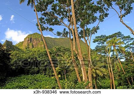 mont Mouaroa, Moorea, iles de la Societe, archipel de la Polynesie francaise, ocean pacifique sud View Large Photo Image Stock Photograph - mont Mouaroa, Moorea, iles de la Societe, archipel de la Polynesie francaise, ocean pacifique sud. Fotosearch
