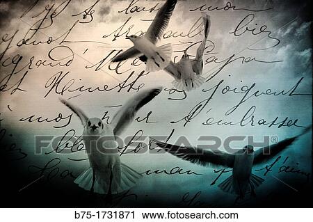 Montaje fotografico de gaviotas sobrevolando sobre un texto manuscrito, Photomontage of seagull flying over a handwriting View Large Photo Image Stock Image - Montaje fotografico de gaviotas sobrevolando sobre un texto manuscrito, Photomontage of seagull flying over a handwriting. Fotosearch