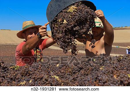 Stock Image - Montalban de Cordoba, Pedro Ximenez wine grapes in the 'Pasera' during the drying process, Del Pino Cellar, Bodegas del Pino, Montilla-Moriles area, Cordoba province, Andalusia, Spain. Fotosearch