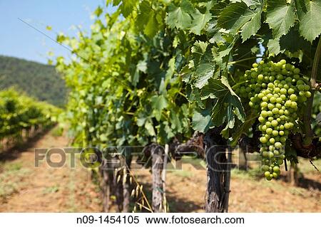 Montalcino, Tuscany. View Large Photo Image Stock Photography - Montalcino, Tuscany.. Fotosearch