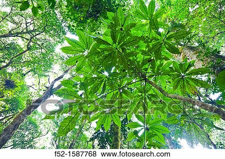 Monteverde Cloud Forest Nature Reserve, Costa Rica, Central America, America. View Large Photo Image Stock Photo - Monteverde Cloud Forest Nature Reserve, Costa Rica, Central America, America.. Fotosearch