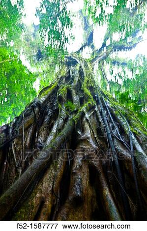 Monteverde Cloud Forest Nature Reserve, Costa Rica, Central America, America. View Large Photo Image Stock Photo - Monteverde Cloud Forest Nature Reserve, Costa Rica, Central America, America.. Fotosearch