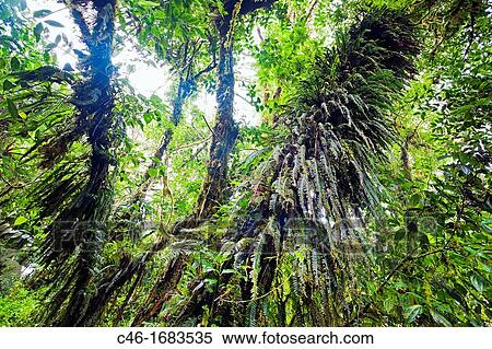 Monteverde Cloud Forest Reserve, Santa Elena, Costa Rica. View Large Photo Image Stock Photography - Monteverde Cloud Forest Reserve, Santa Elena, Costa Rica.. Fotosearch