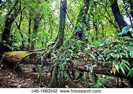 Monteverde Cloud Forest Reserve, Reserva Santa Elena, Costa Rica. View Large Photo Image Stock Image - Monteverde Cloud Forest Reserve, Reserva Santa Elena, Costa Rica.. Fotosearch
