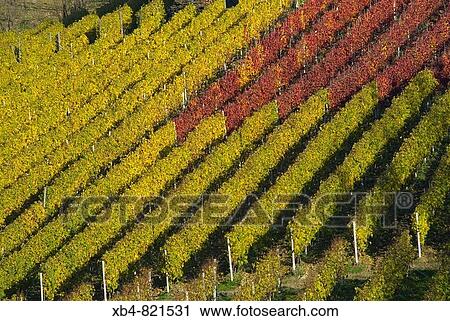 Montferrat, Piedmont, Italy View Large Photo Image Stock Image - Montferrat, Piedmont, Italy. Fotosearch