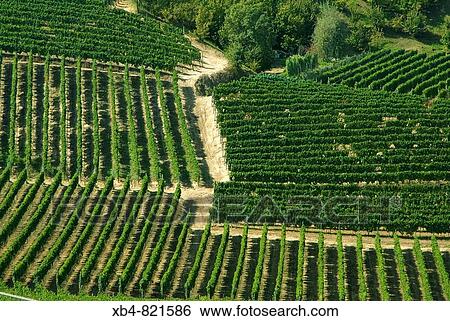 Montferrat, Piedmont, Italy View Large Photo Image Stock Photograph - Montferrat, Piedmont, Italy. Fotosearch