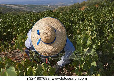Stock Image - Montilla, Harvesting Pedro Ximenez wine grapes, Vintage in a vineyard in Montilla, Montilla-Moriles area, Cordoba province, Andalusia, Spain.. Fotosearch