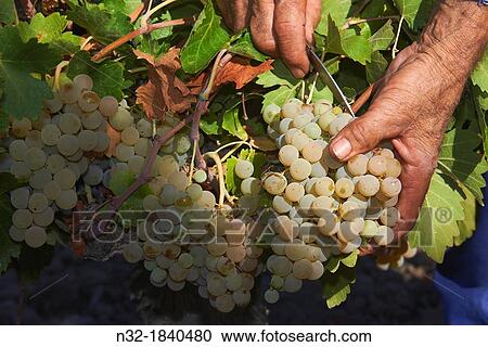 Montilla, Harvesting Pedro Ximenez wine grapes, Bodegas Cabriana, Vintage in a vineyard in Montilla, Montilla-Moriles area, Cordoba province, Andalusia, Spain. View Large Photo Image Stock Image - Montilla, Harvesting Pedro Ximenez wine grapes, Bodegas Cabriana, Vintage in a vineyard in Montilla, Montilla-Moriles area, Cordoba province, Andalusia, Spain.. Fotosearch