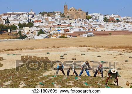 Stock Photography - Montilla, Pedro Ximenez wine grapes in the? Pasera? during the drying process, Montilla-Moriles area, Cordoba province, Andalusia, Spain.. Fotosearch