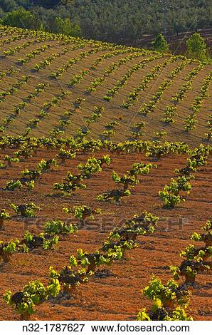 Stock Photo - Montilla, Vineyards, Montilla- Moriles area, Cordoba province, Andalusia, Spain.. Fotosearch
