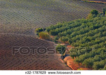 Stock Photo - Montilla, Vineyards, Montilla- Moriles area, Cordoba province, Andalusia, Spain.. Fotosearch