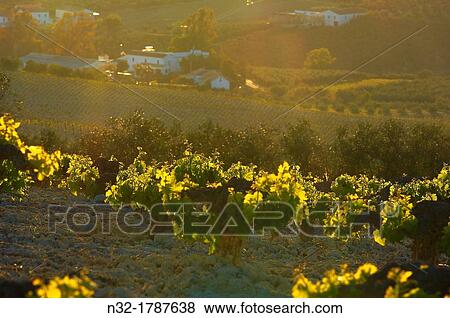 Stock Photo - Montilla, Vineyards, Montilla- Moriles area, Cordoba province, Andalusia, Spain.. Fotosearch
