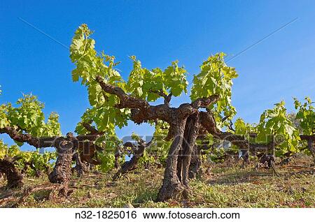 Montilla, vineyards, Montilla-Moriles area, Cordoba, Andalusia, Spain View Large Photo Image Stock Photograph - Montilla, vineyards, Montilla-Moriles area, Cordoba, Andalusia, Spain. Fotosearch