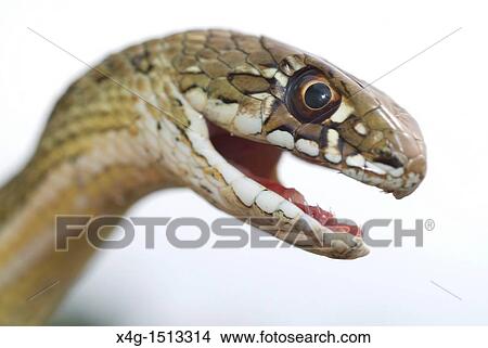Montpelier Snake Malpolon monspessulanum View Large Photo Image Picture - Montpelier Snake Malpolon monspessulanum. Fotosearch