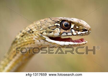 Stock Photo - Montpelier Snake (Malpolon monspessulanus). Fotosearch