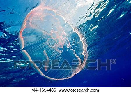 Stock Photograph - moon jelly, Aurelia aurita, Molasses Reef, Key Largo, Florida Keys National Marine Sanctuary, Florida, USA, Caribbean Sea, Atlantic Ocean. Fotosearch