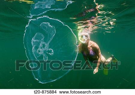 Picture - Moon Jellyfish and Skin Diver, Aurita aurita, Jellyfish Lake, Micronesia, Palau. Fotosearch