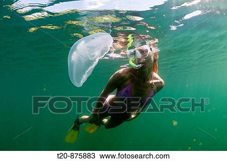 Moon Jellyfish and Skin Diver, Aurita aurita, Jellyfish Lake, Micronesia, Palau View Large Photo Image Stock Image - Moon Jellyfish and Skin Diver, Aurita aurita, Jellyfish Lake, Micronesia, Palau. Fotosearch