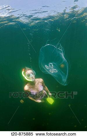 Moon Jellyfish and Skin Diver, Aurita aurita, Jellyfish Lake, Micronesia, Palau View Large Photo Image Stock Photography - Moon Jellyfish and Skin Diver, Aurita aurita, Jellyfish Lake, Micronesia, Palau. Fotosearch