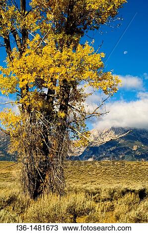 Moon over mountains and golden leaves on Cottonwood tree in fall, Grand Teton National Park, Wyoming View Large Photo Image Stock Image - Moon over mountains and golden leaves on Cottonwood tree in fall, Grand Teton National Park, Wyoming. Fotosearch