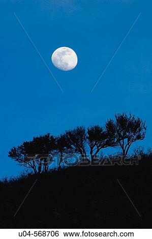 Moonrise over scrub oak trees, Wasatch Mountain foothills, SLC. Utah. USA. View Large Photo Image Stock Photograph - Moonrise over scrub oak trees, Wasatch Mountain foothills, SLC. Utah. USA.. Fotosearch