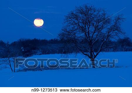 Moonset in winter, walnut tree, orchard, forest, snow-covered landscape, Franconian Switzerland, Bavaria, Germany View Large Photo Image Stock Image - Moonset in winter, walnut tree, orchard, forest, snow-covered landscape, Franconian Switzerland, Bavaria, Germany. Fotosearch