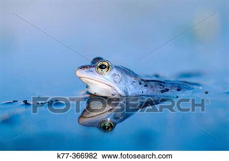 Moor frog (Rana arvalis) male in mating season. Lower Saxony. Germany. View Large Photo Image Stock Image - Moor frog (Rana arvalis) male in mating season. Lower Saxony. Germany.. Fotosearch