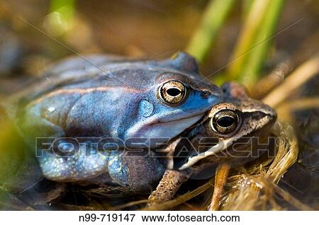 Moor frog (Rana arvalis), mating, blue-coloured male, water pond in Franconia, Bavaria View Large Photo Image Stock Photo - Moor frog (Rana arvalis), mating, blue-coloured male, water pond in Franconia, Bavaria. Fotosearch