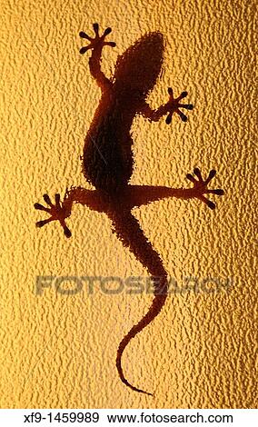 Moorish Gecko. Tarentola mauritanica. Badajoz. Extremadura. Spain View Large Photo Image Stock Photo - Moorish Gecko. Tarentola mauritanica. Badajoz. Extremadura. Spain. Fotosearch