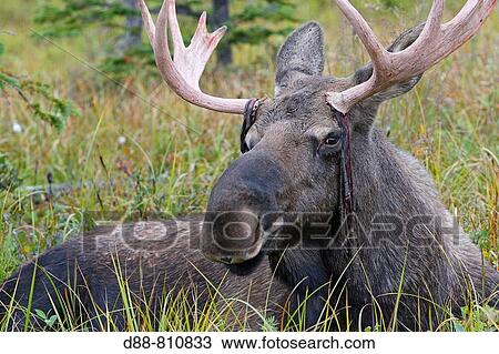 Stock Image - Moose (Alces alces), 3 year old male losing antler velvet. Seward Peninsula, Alaska, USA. Fotosearch