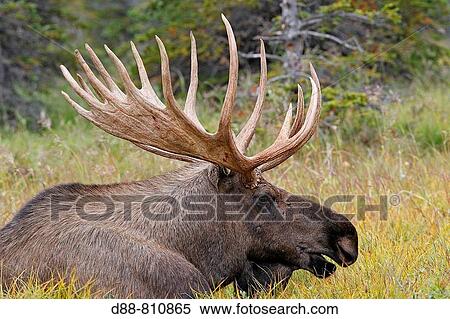 Moose (Alces alces), 5-7 year old male. Seward Peninsula, Alaska, USA View Large Photo Image Stock Photography - Moose (Alces alces), 5-7 year old male. Seward Peninsula, Alaska, USA. Fotosearch
