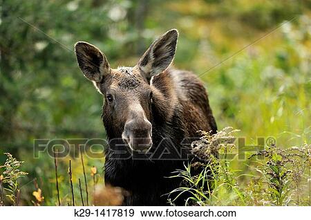 Moose Alces alces First year calf Algonquin Provincial park Ontario View Large Photo Image Stock Photo - Moose Alces alces First year calf Algonquin Provincial park Ontario. Fotosearch