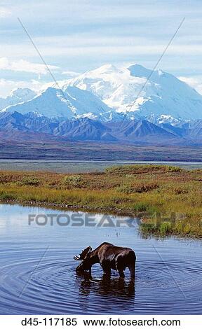 Moose (Alces alces), Mount McKinley, Denali National Park. Alaska, USA View Large Photo Image Stock Photography - Moose (Alces alces), Mount McKinley, Denali National Park. Alaska, USA. Fotosearch