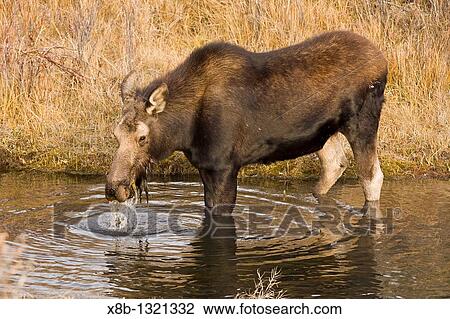 Moose Alces alces shirasi near the Gros Ventre river just outside of Grand Teton National Park, Wyoming, USA The moose is actually the largest member of the deer family View Large Photo Image Stock Image - Moose Alces alces shirasi near the Gros Ventre river just outside of Grand Teton National Park, Wyoming, USA The moose is actually the largest member of the deer family. Fotosearch