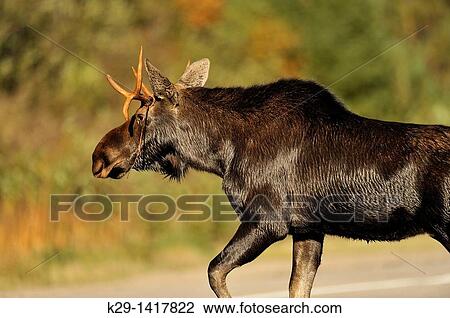Moose Alces alces Young bull in rutting season, crossing highway View Large Photo Image Stock Image - Moose Alces alces Young bull in rutting season, crossing highway. Fotosearch