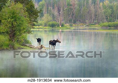 Moose at Oxbow Bend on the Snake River, Grand Teton National Park Wyoming View Large Photo Image Picture - Moose at Oxbow Bend on the Snake River, Grand Teton National Park Wyoming. Fotosearch