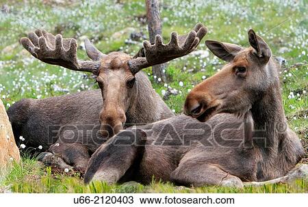 Stock Image - Moose, Dalarna, Sweden.. Fotosearch