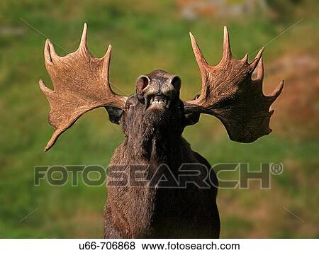Moose. H? lsingland, Sweden View Large Photo Image Stock Photo - Moose. H? lsingland, Sweden. Fotosearch