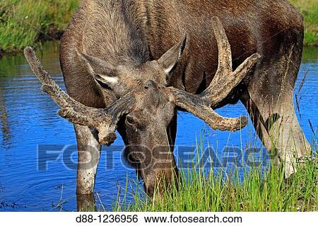 Moose Male Alces alces Order: Artiodactyla Family: Cervidae. View Large Photo Image Stock Photograph - Moose Male Alces alces Order: Artiodactyla Family: Cervidae.. Fotosearch