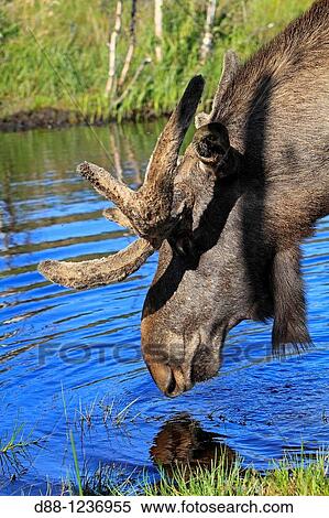 Stock Photography - Moose Male Alces alces Order: Artiodactyla Family: Cervidae.. Fotosearch
