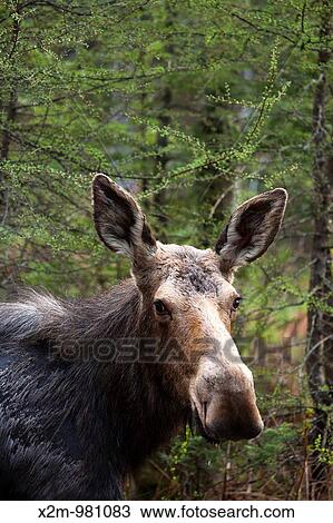 Stock Image - Moose on the side of the Kancamagus Highway route 112, during the spring months Located in the White Mountains, New Hampshire USA. Fotosearch