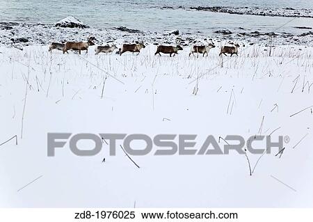 mooses. vesteralen island. View Large Photo Image Stock Photography - mooses. vesteralen island.. Fotosearch
