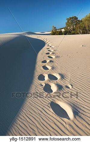 Mooving dunes in the Slowinski National Park, Poland, Europe View Large Photo Image Stock Image - Mooving dunes in the Slowinski National Park, Poland, Europe. Fotosearch