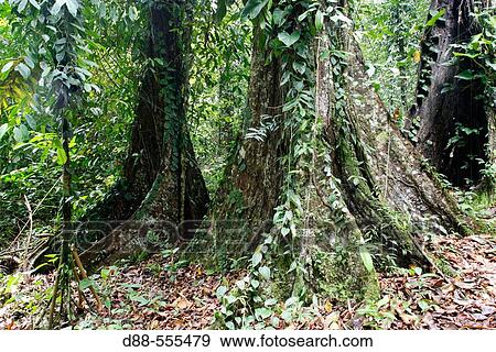 Mora elxesa. Rain forest View Large Photo Image Stock Photo - Mora elxesa. Rain forest. Fotosearch